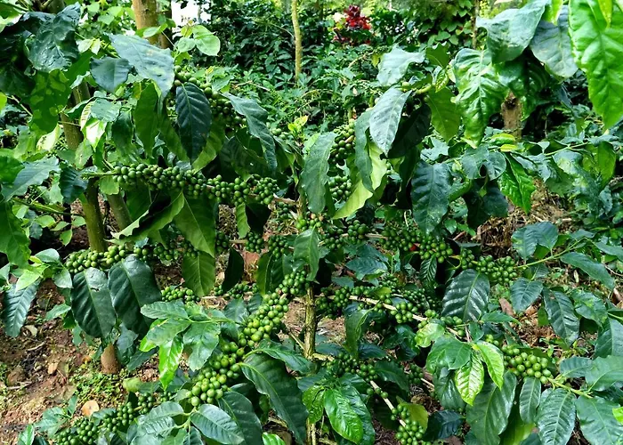 Chikmagalur Cabin Rentals